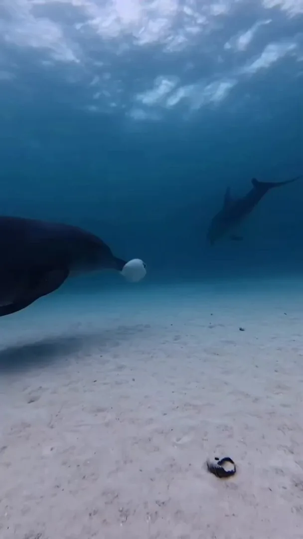 Stoned Dolphins
